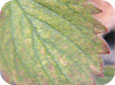 Two-spotted spider mite damage to leaf