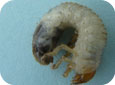 White grub C-shaped larva with prominent legs