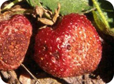 Pourriture amère - Les fruits ne présentent pas de lésions définies, mais ils sont habituellement un peu moins fermes que les fruits sains et ils sont parfois d’un rose terne