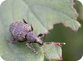 Black Vine Weevil - Black beetle, 8- 11 mm, with long snout, and short beige hairs on wing covers