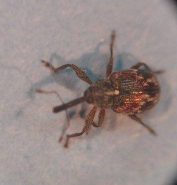Un petit coléoptère brun rougeâtre, de 2 à 3 mm de long, pourvu d’un long rostre.