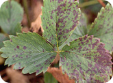 Leaf scorch - Strawberry leaf with small purplish blotches