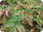 Spray burn - Strawberry plant with brown necrotic areas on older leaves