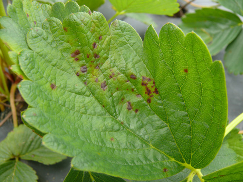 Strawberry leaf with small purplish blotches and flecking