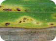 Helminthosporiose du Nord du maïs et la rouille