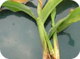 Point de croissance infecté causé par la dépérissement au stade trois feuilles