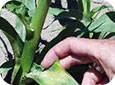 Nicosulfuron/Rimsulfuron injury on Sweet Corn