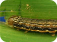 Common armyworm – larvae