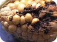  Corn Earworm - feeding damage 