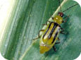 Corn rootworm – adult