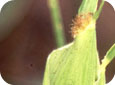 Corn rootworm – clipped sliks