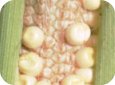 Corn rootworm – unpollinated kernels