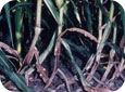 Corn rootworm – goosenecked plants
