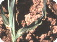 Cutworm – damaged plant