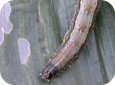 Sweet Corn Insects