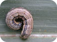 Fall Armyworm – larvae