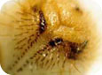 European chafer – larvae 