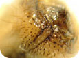 June Beetle – larvae