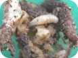 Seedcorn maggot – larvae feeding in seed