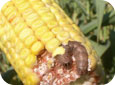Western Bean Cutworm – larvae