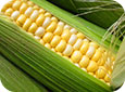 Sweet corn cob