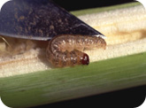 European corn borer larvae 