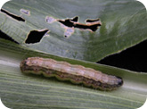 Fall armyworm larvae