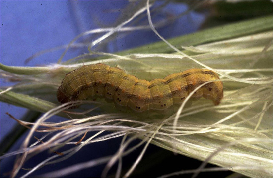 Large pale green larvae with a prominent double stripe running the length of its body 
