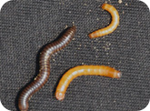 Millipede (left); wireworms (right) 