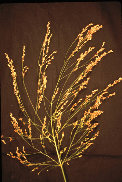 Grassy weed with arching or nodding panicle