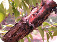 Bacterial canker on sweet cherry limb