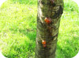 Le chancre bactérien sur le tronc d'un cerisier doux