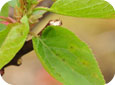 Bacterial spot on apricot