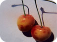 Bacterial spot on cherries