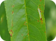 Bacterial spot on a peach leaf