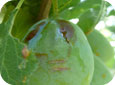 Bacterial spot on plums