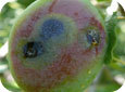 Bacterial spot on plums