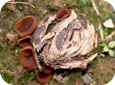 Brown rot mummy with apothecia