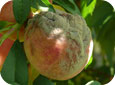Brown rot on peach fruit