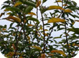 La pourriture brune sur les feuilles d'un cerisier doux