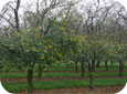 Cherry leaf spot deofialting an orchard