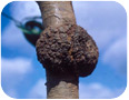 Symptoms of crown gall on trunk of peach tree