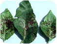 Lesions on leaves and petioles are small, circular, purple to black spots.