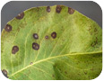 Lésions dues à l’entomosporiose sur des feuilles.