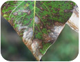 Lesions may coalesce on severely affected leaves 