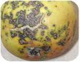 Severely infected Seckel fruit 