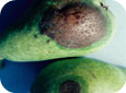 Fireblight on pear fruit