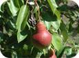 Fireblight on pear fruitlet