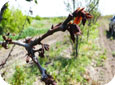 Frost damage to peach shoot