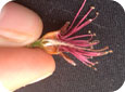 Frost damage to peach fruitlet(note brown colour)
